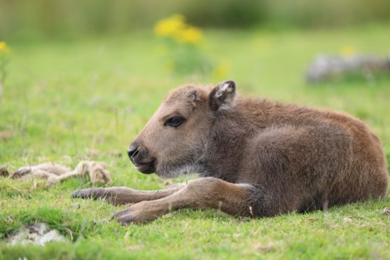 The European bison calf was born at the Highland Wildlife Park back in July.