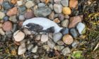 The carcasses of more than 30 birds have been found on a Lochaber beach raising concern over a potential contamination