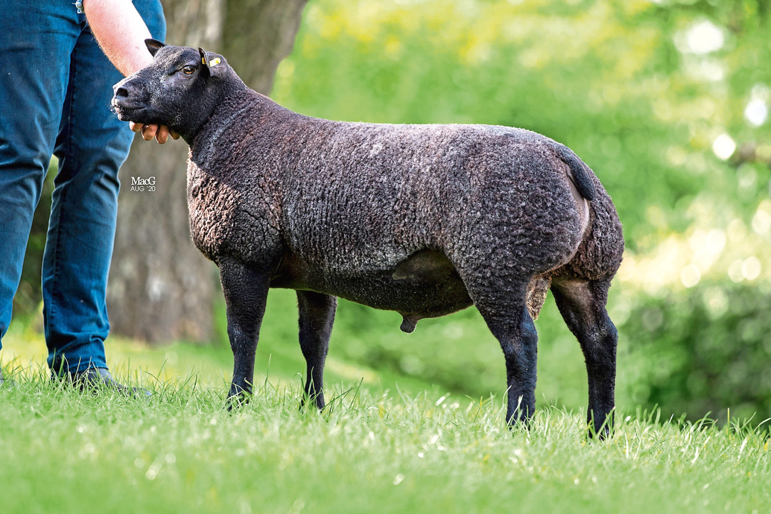 Blue Texel breed record set with 25,000gn ram lamb