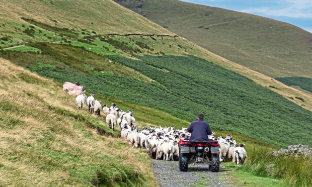 Upland Sheep Support Scheme payments will begin in May 2021.