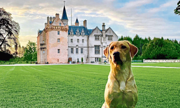 Willow at Brodie Castle