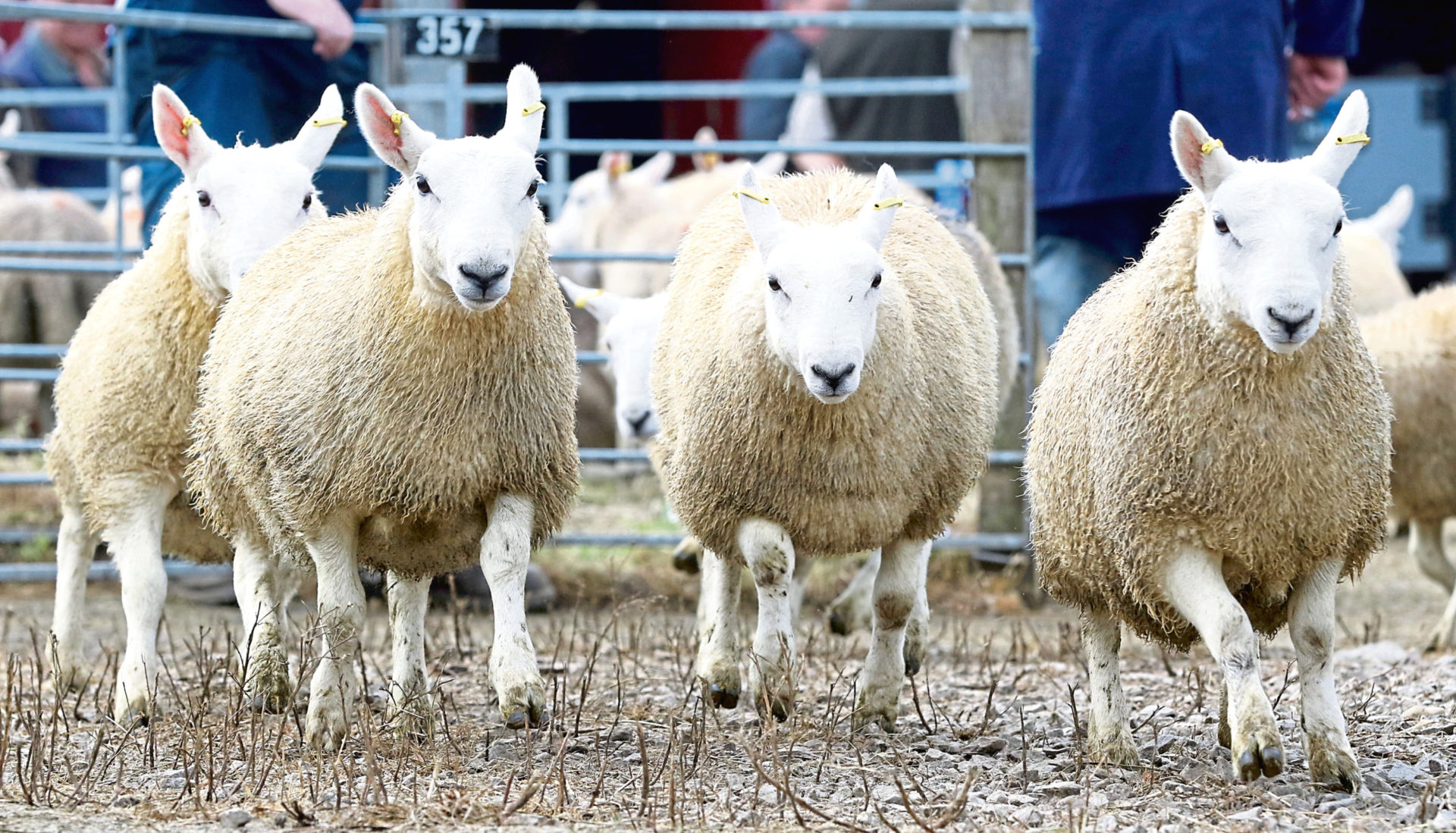 uncertainty-fails-to-slow-rise-in-store-lamb-prices