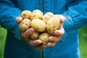 SoilEssentials will lead the potato project.