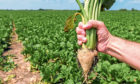 Sugar beet crops are being damaged by beet yellows virus, carried by aphids, which could be managed with banned pesticides