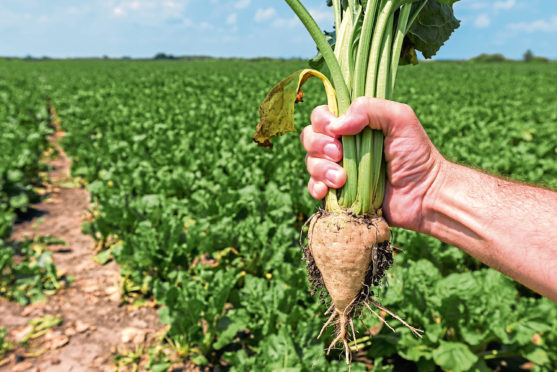 Sugar beet crops are being damaged by beet yellows virus, carried by aphids, which could be managed with banned pesticides