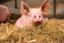 Scientists hope their model will help farmers predict how pigs will grow in a range of environments