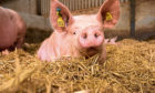 Scientists hope their model will help farmers predict how pigs will grow in a range of environments