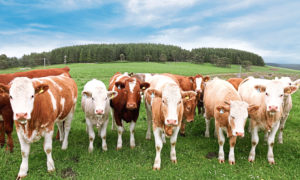 The under-fire scheme provides support for farmers towards the cost of buying various pieces of equipment, including cattle handling and monitoring kit.