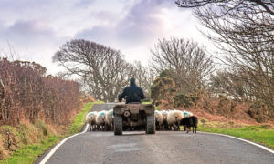 Producers are being advised to use this season’s lambs as an indicator of the presence of liver fluke in a flock