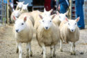 Finishers paying high store lamb prices are relying on a Brexit deal being agreed.