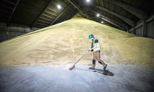 Growers are said to be unhappy with the malting barley price this year and are considering a move to growing more wheat.
