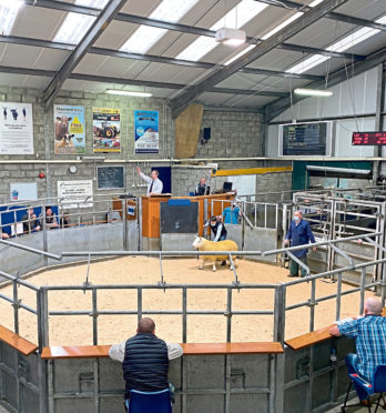 The top price North Country Cheviot ram selling through the ring at Aberdeen and Northern Marts' Caithness sale.