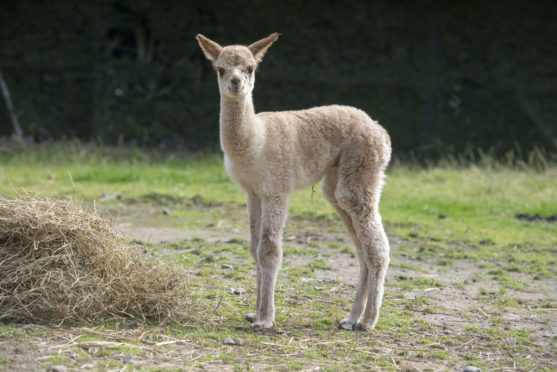 A new Alpaca was born at Pets' Corner , Aberdeen, the so far unnamed cria was born on Tuesday August 25.