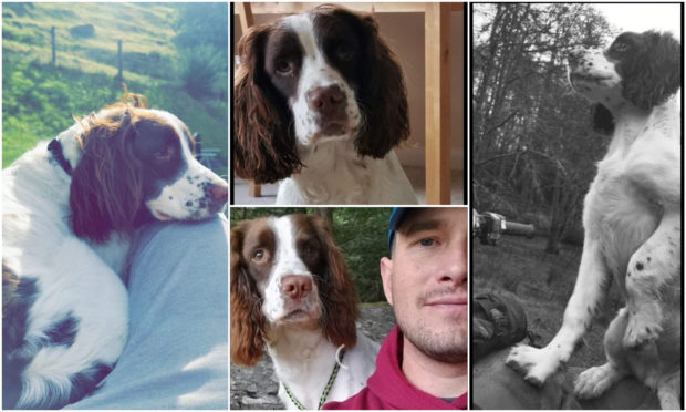 The body of beloved springer spaniel Angus was found this afternoon