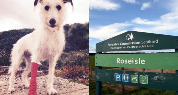 Rescue lurcher Wee Liz, left, was injured by the broken bottle.