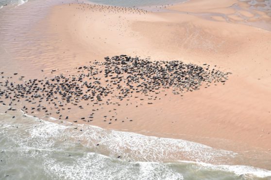 Hundreds of seals can be seen in the images.