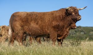 Eoin Mhor 17th of Mottistone sold for 23,000gn at the Mottistone fold dispersal at United Auctions, Stirling.