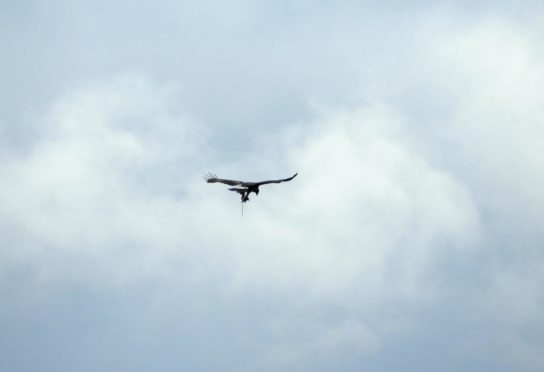 A golden eagle spotted with a trap hanging from its leg near Crathie last August.