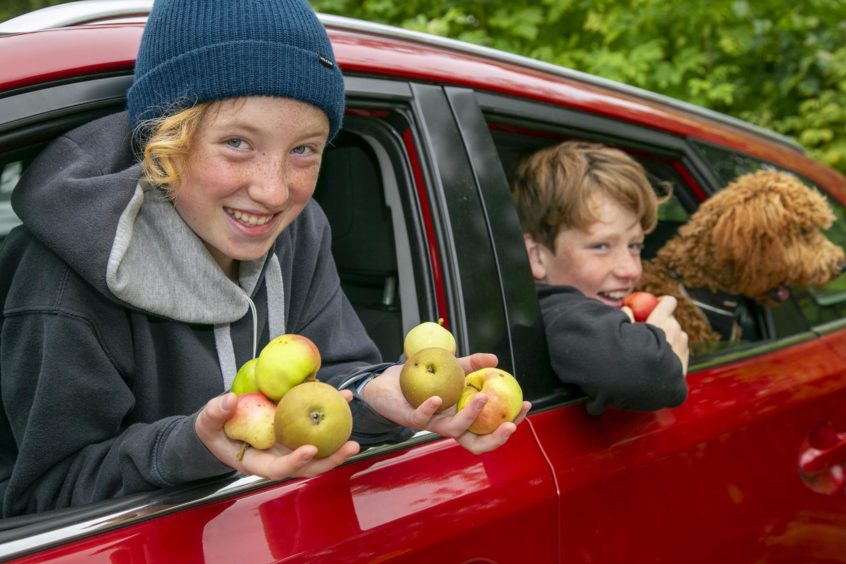  Brothers Bea and Ed Richmond pick apples at a drive-thru event at Pitmedden Gardens. 