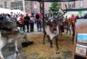 The Cairngorm reindeer were one of the star attractions at the event last year.