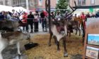 The Cairngorm reindeer were one of the star attractions at the event last year.