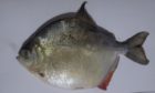 The fish was first feared to belong to the piranha species