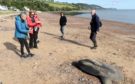 A sun fish washed up on Rosemarkie Beach