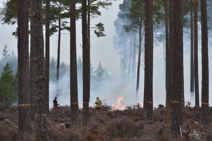 Culbin Forest