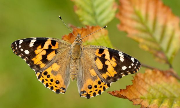 A Painted Lady butterfly.