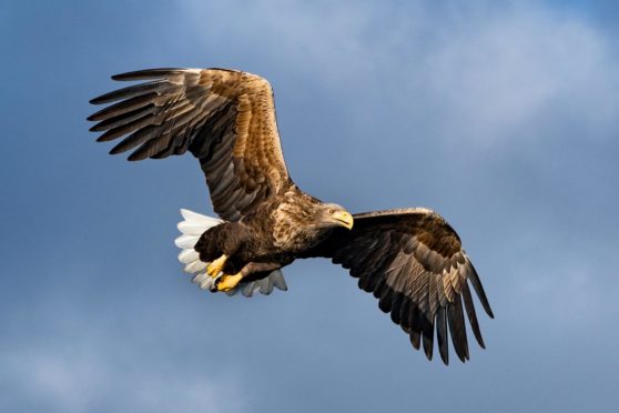 Sea eagles have been branded "lamb eagles" by MP Angus MacNeil. Picture: Dorothea Oldani