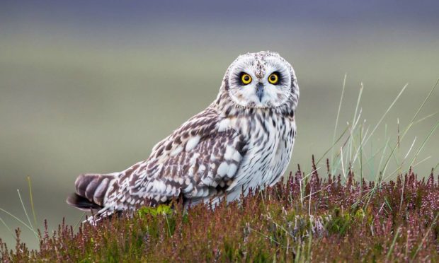 A short-eared owl on Invercauld Estate.