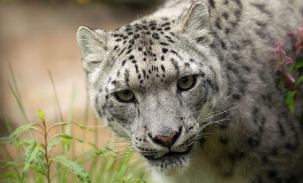 Snow leopard Chan.