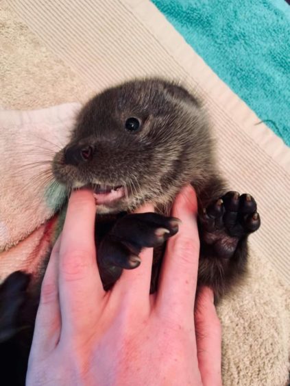 Baby otter Al has settled in and has been playing with staff