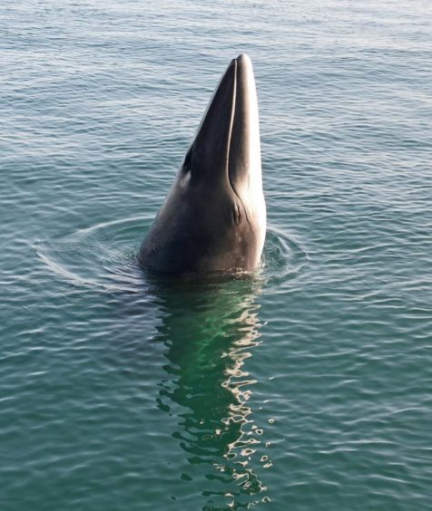 A pair of minke whales get up close to whale watchers off the coast of Mull.