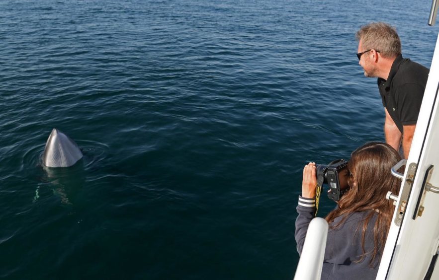 A pair of minke whales get up close to whale watchers off the coast of Mull.