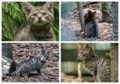 Wildcat kittens born at the Highland Wildlife Park as part of the park's breeding project. Pictures by Alyson Houston/RZSS