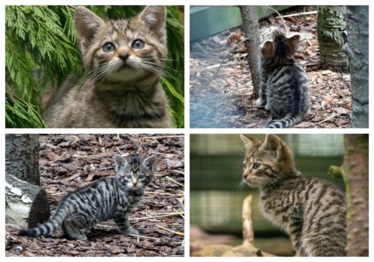 Wildcat kittens born at the Highland Wildlife Park as part of the park's breeding project. Pictures by Alyson Houston/RZSS