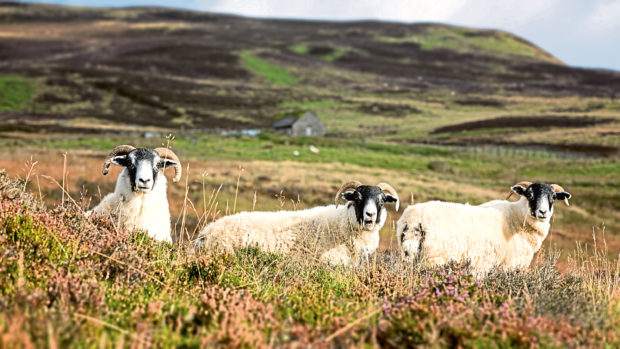 A trio of curious sheep in the Highlands.