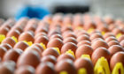 Free range egg production has increased by 14% since 2017.