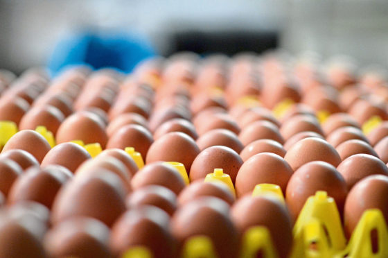 Free range egg production has increased by 14% since 2017.