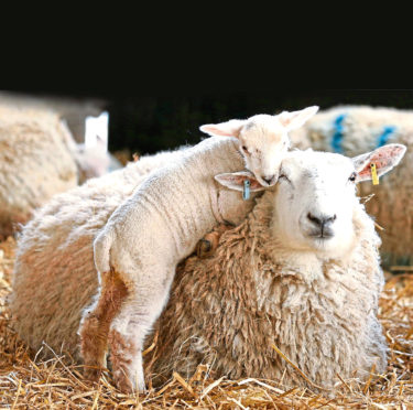 The study also found transmission of MV from ewes to their newborn lambs had only a minor effect on its spread.