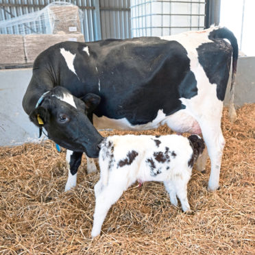 A new survey is looking into milking cows while they also feed their calves.