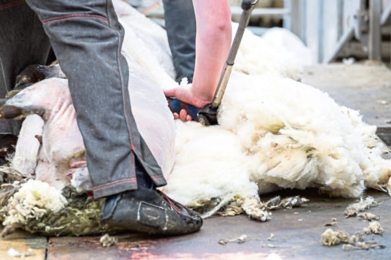 A shearer working in ‘challenging circumstances’.