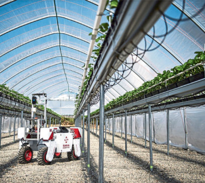 A robot checks up on the progress of crops in a polytunnel.