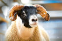 The £80,000 ram lamb from Allanfauld.