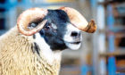 The £200,000 Dalchirla ram lamb, which set a new breed record.