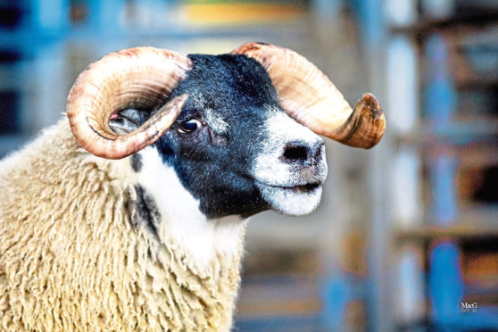 The £200,000 Dalchirla ram lamb, which set a new breed record.