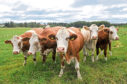 Plans for a support scheme to help the beef sector cut its climate change impact have been published.