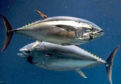 HOME SALTY HOME: Natal philopatry has seen nostalgic Atlantic bluefin tuna make their way back to where they once roamed.