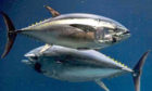 HOME SALTY HOME: Natal philopatry has seen nostalgic Atlantic bluefin tuna make their way back to where they once roamed.